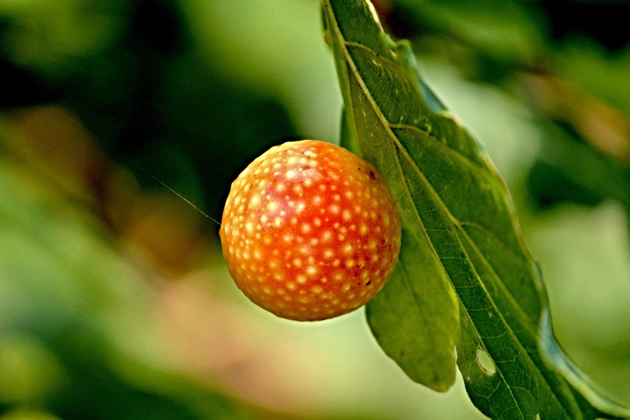 Manfred Richter nuotrauka
