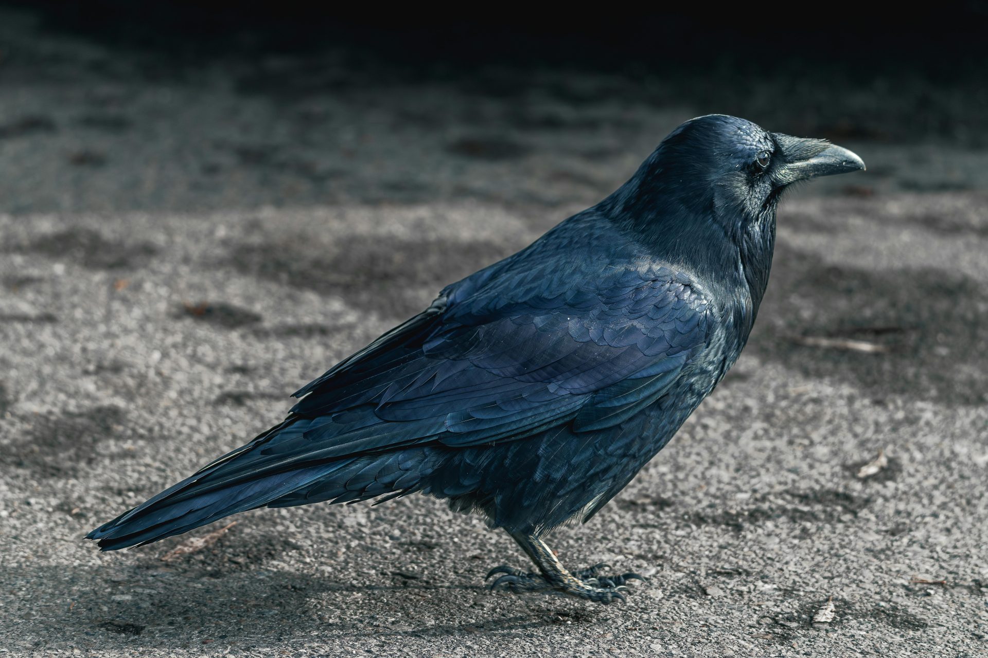 Vaiko užduoties nuotrauka