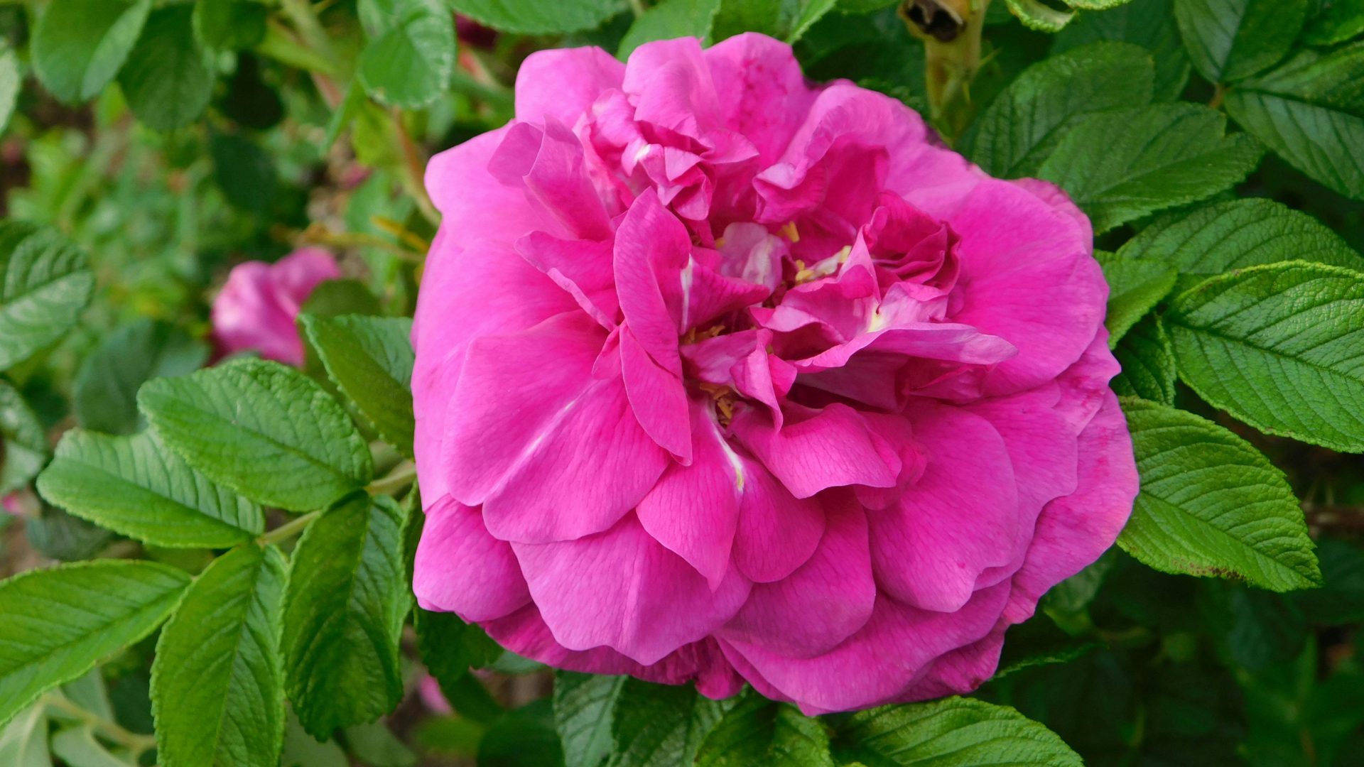 Vaiko užduoties nuotrauka