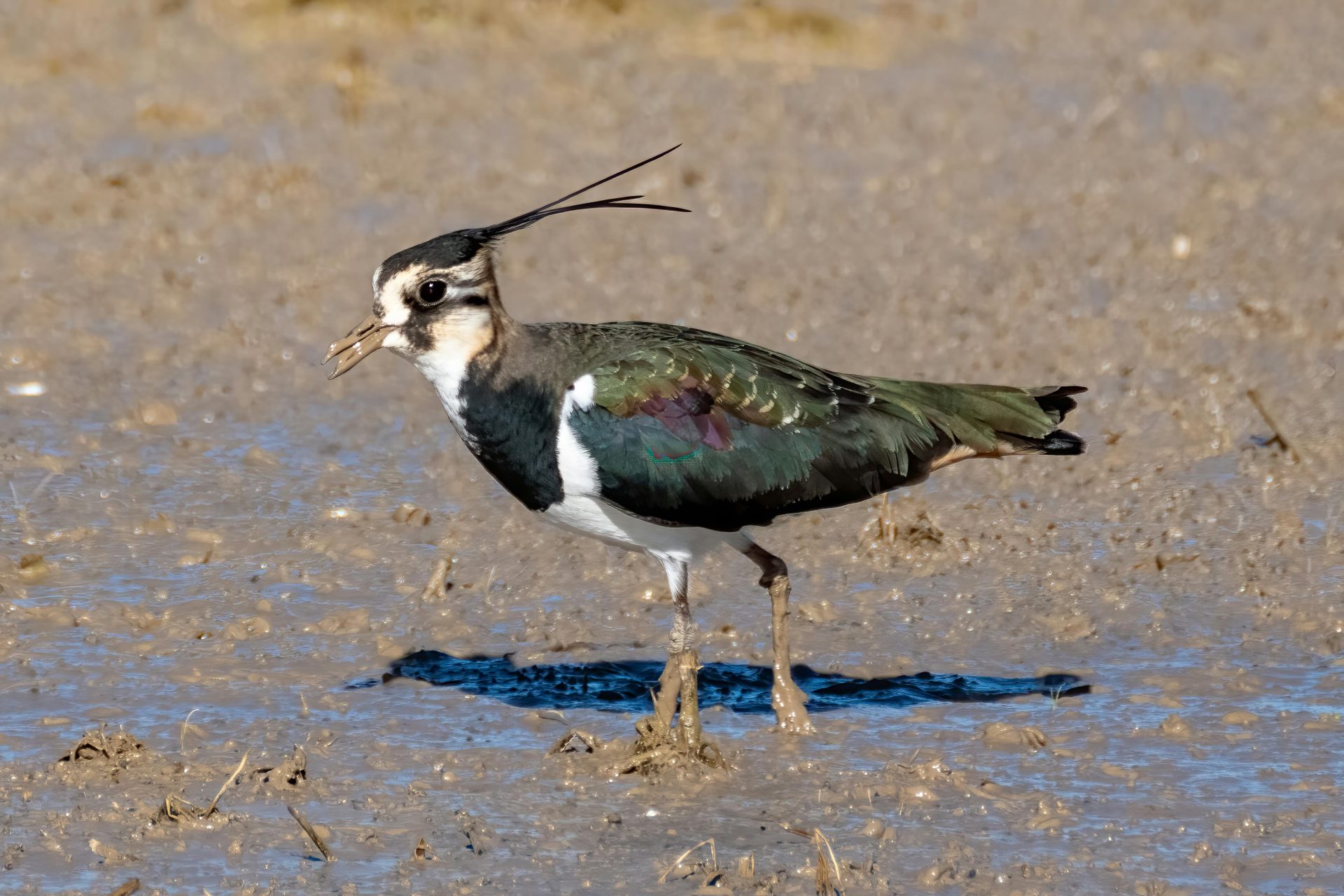 Vaiko užduoties nuotrauka