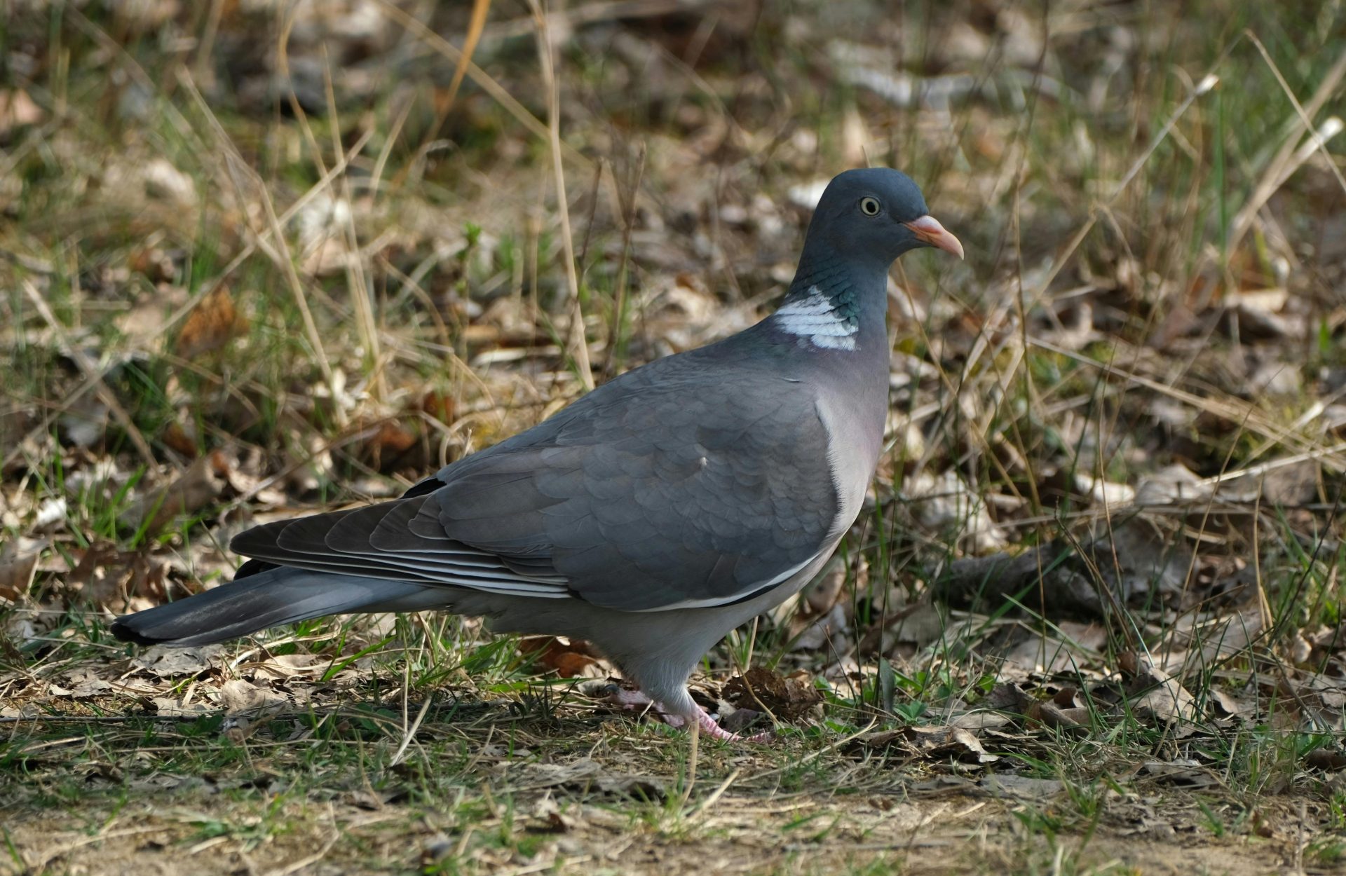 Vaiko užduoties nuotrauka